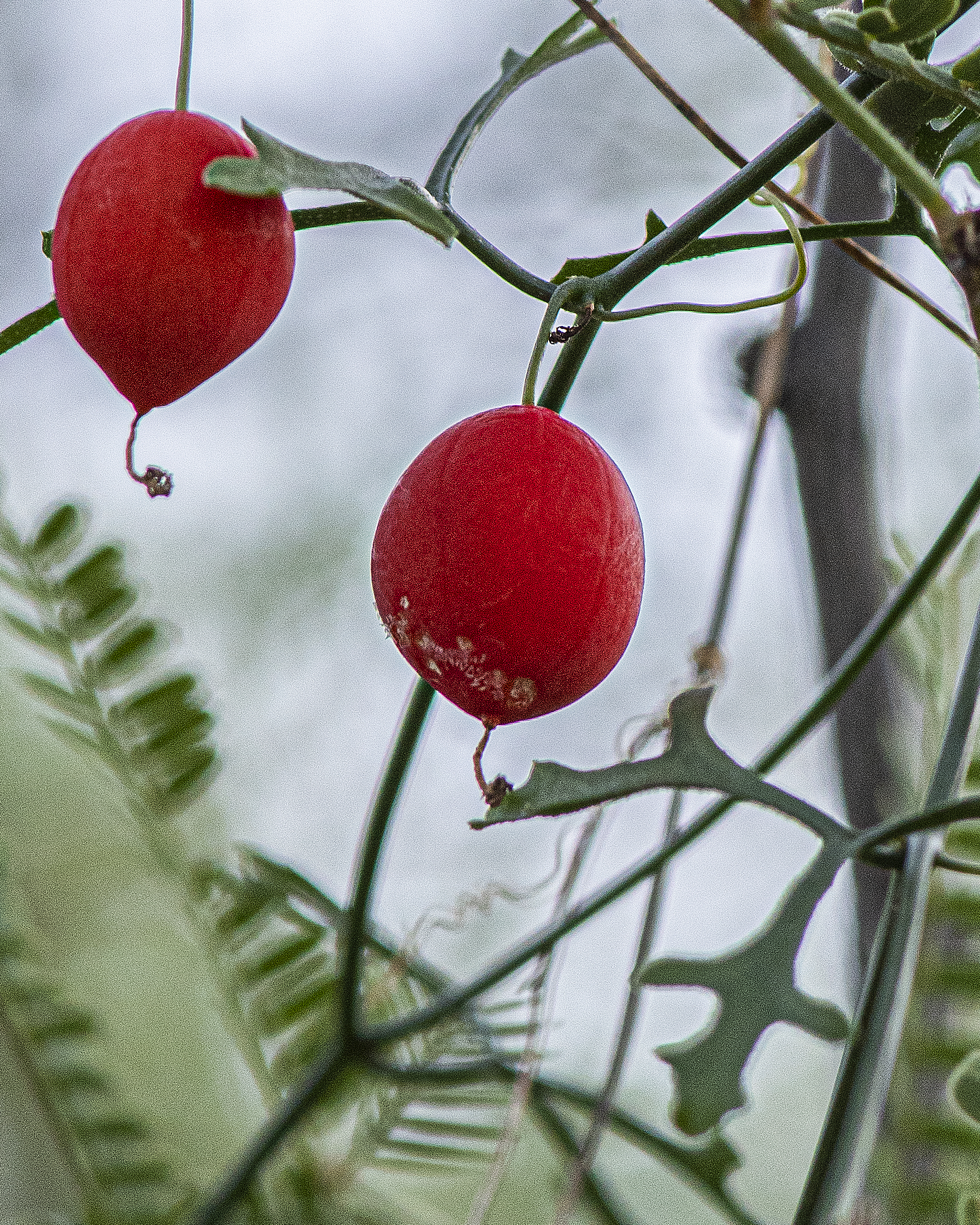 Tumamoc Globeberry Fruit