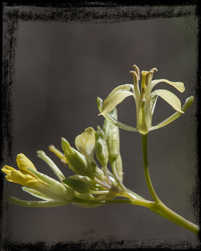 Tumble Mustard Flower