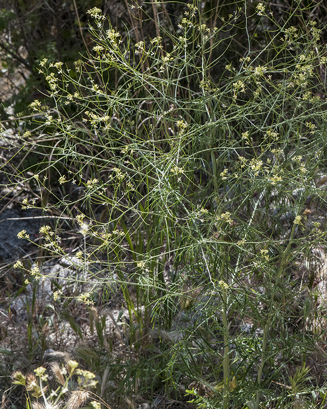 Tumble Mustard Plant