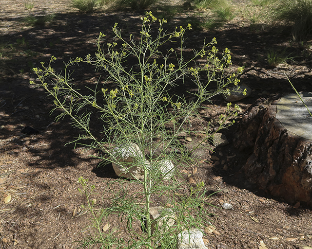 Tumble Mustard Plant