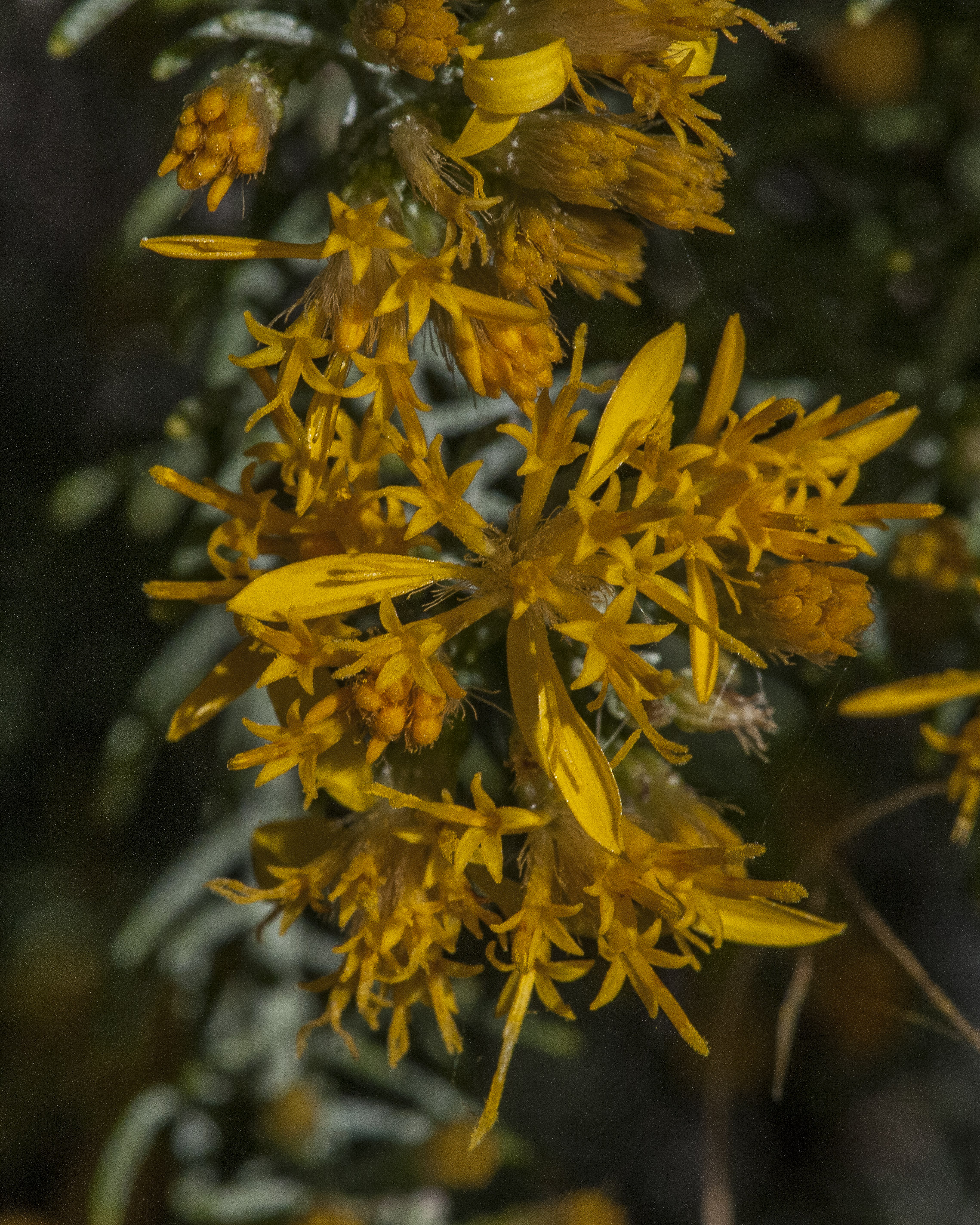 Turpentine Bush Flower