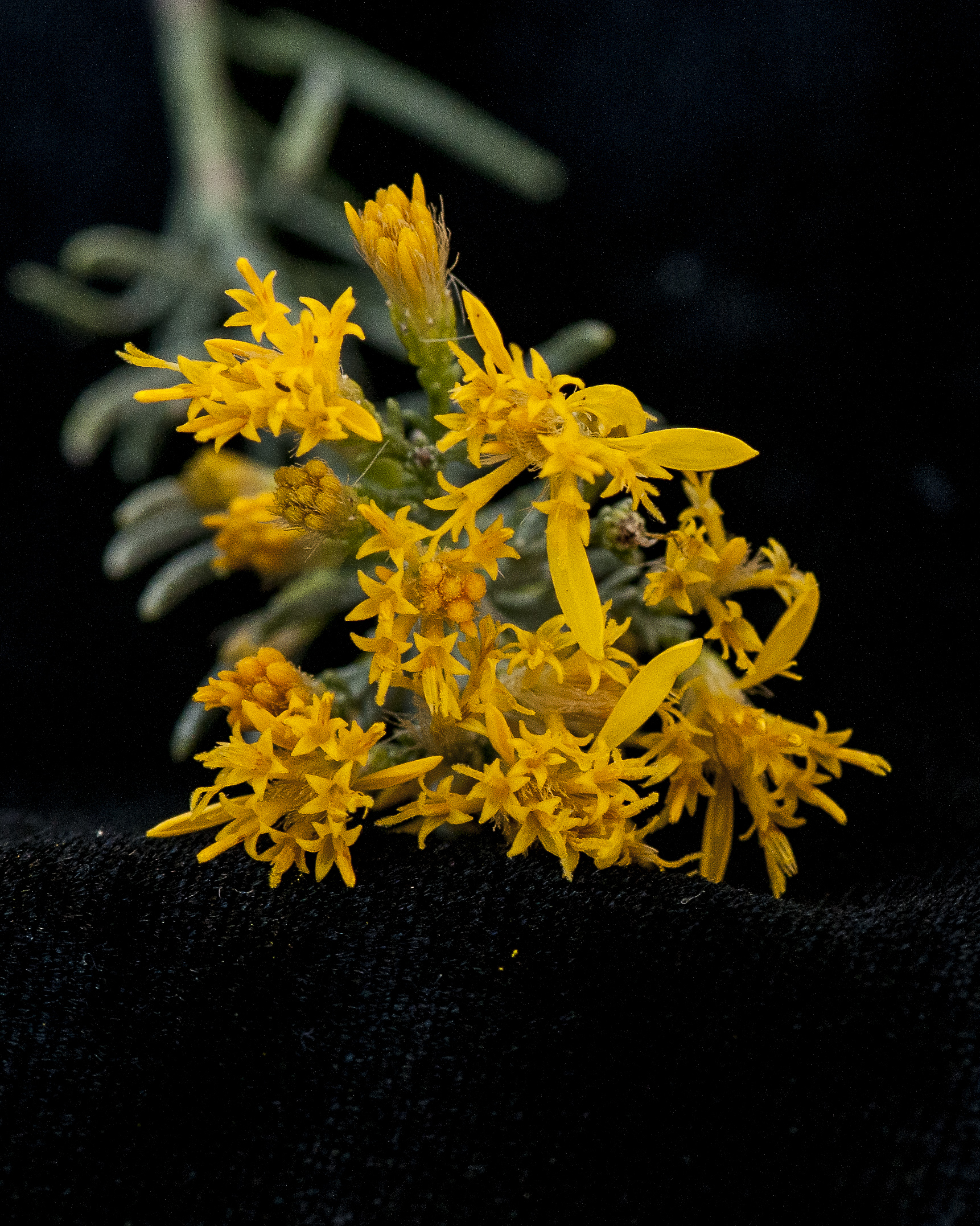 Turpentine Bush Flower