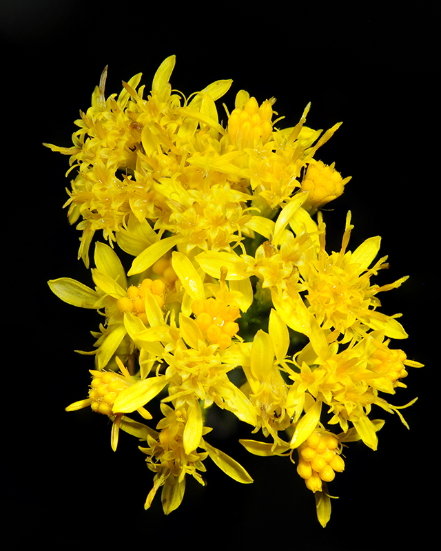 Turpentine Bush Flower