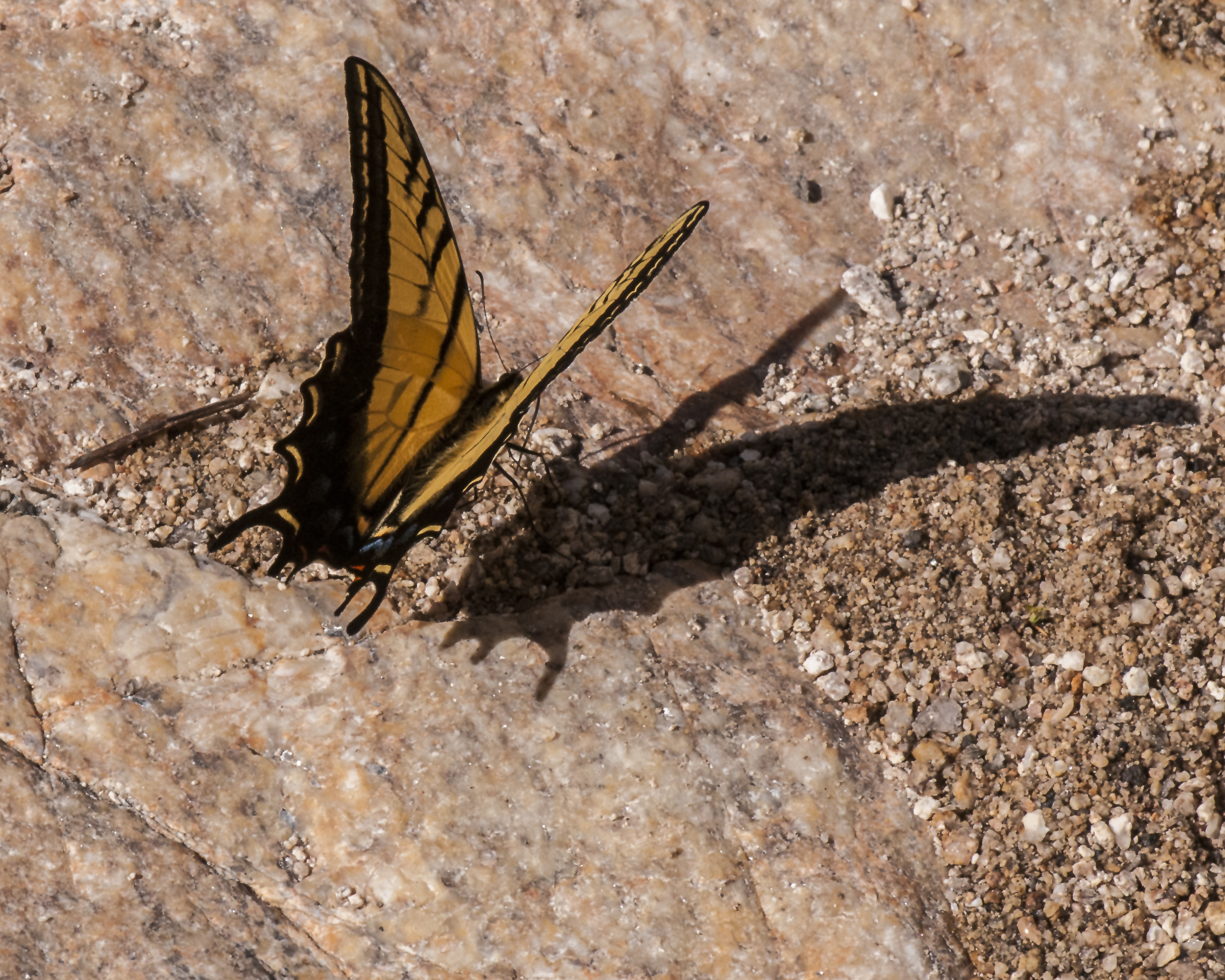 Two-tailed Swallowtail
