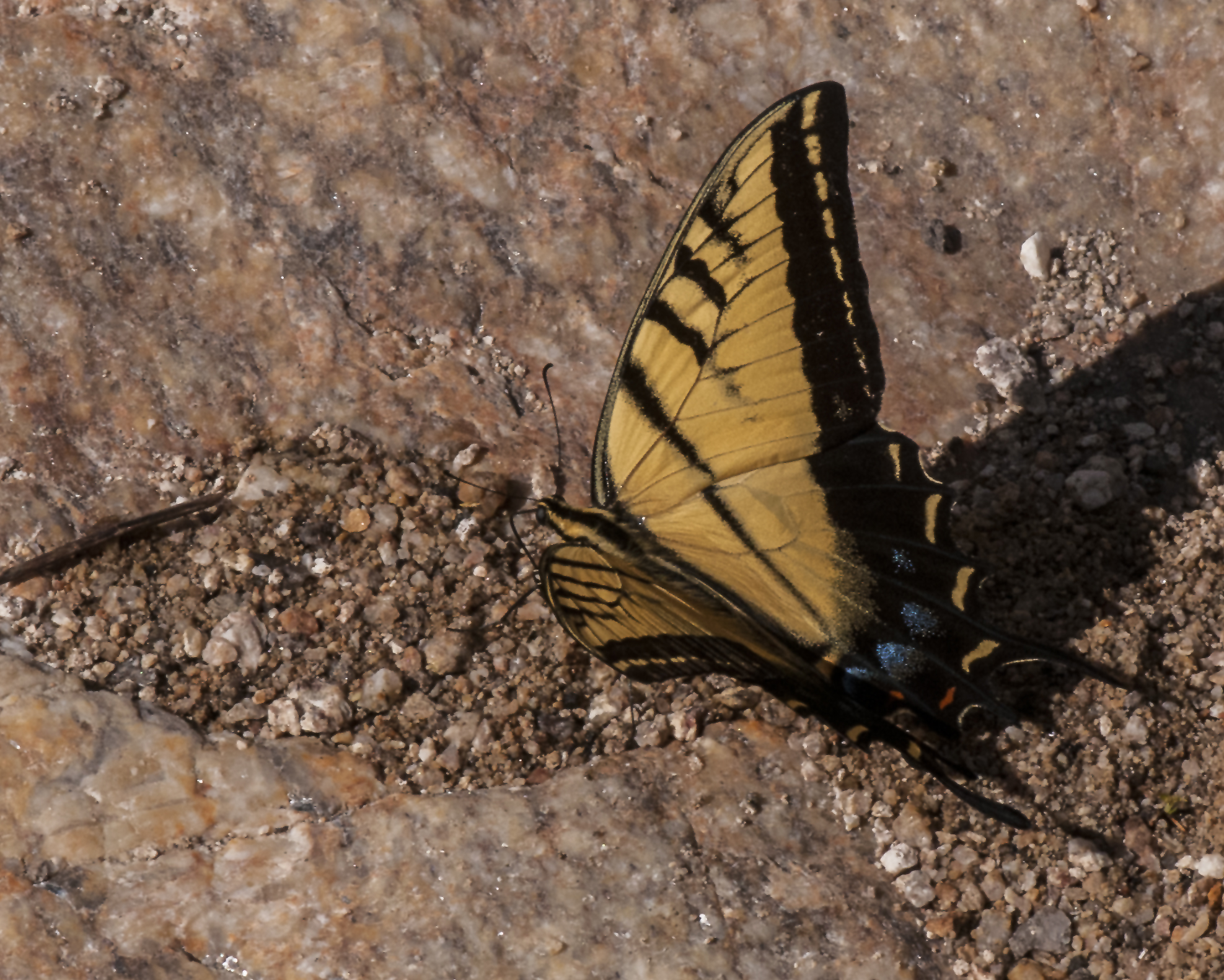 Two-tailed Swallowtail