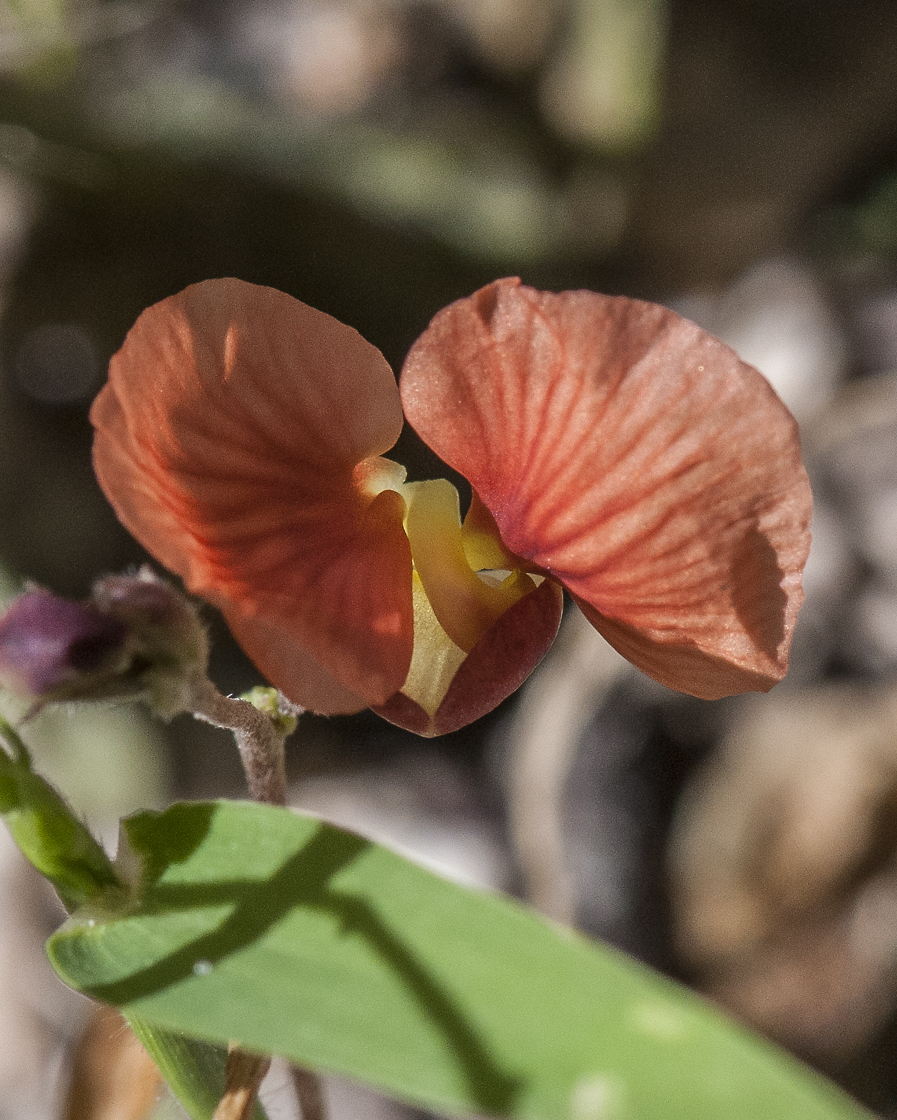 Variable-leaf Bushbean
