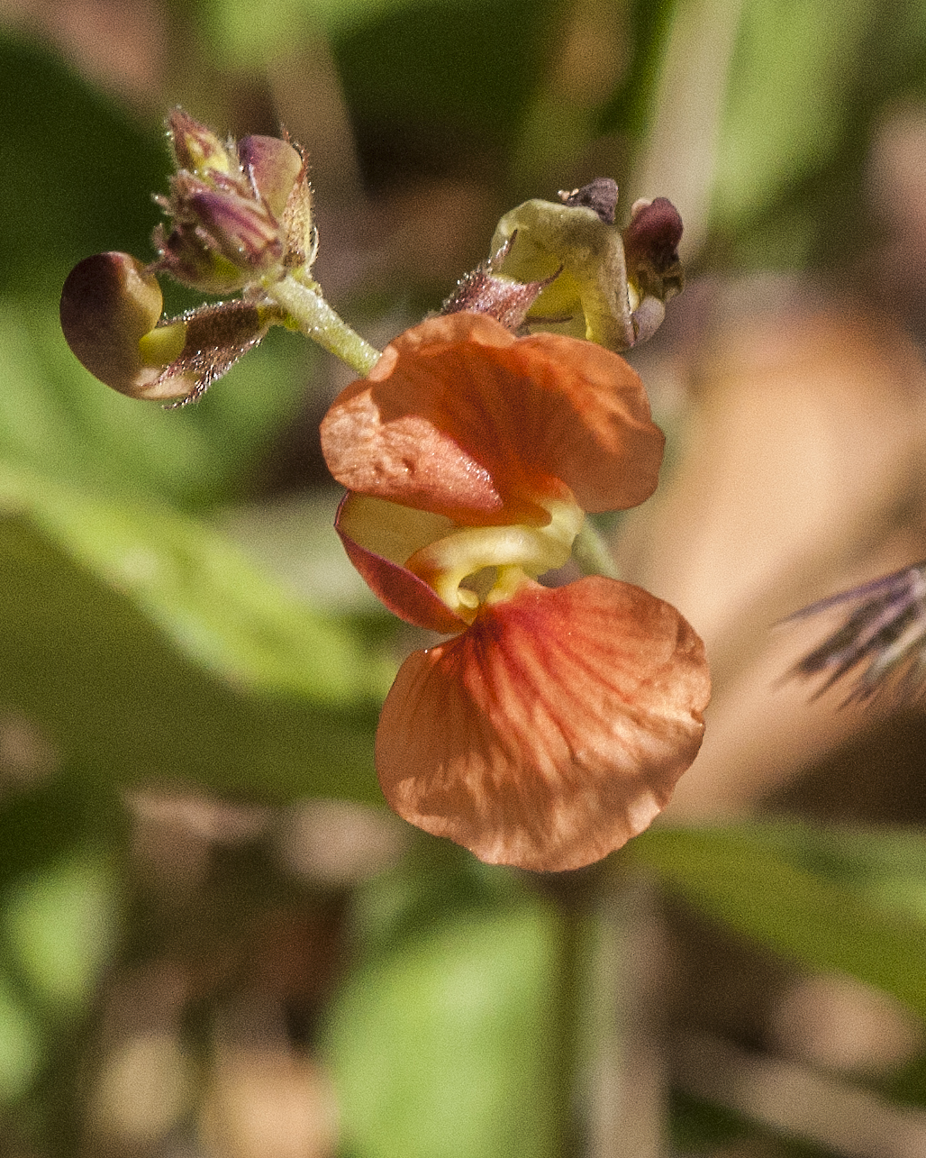 Variable-leaf Bushbean