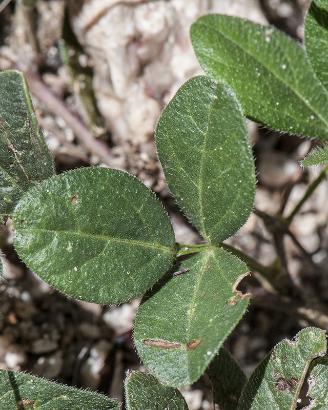 Variable-leaf Bushbean Leaves