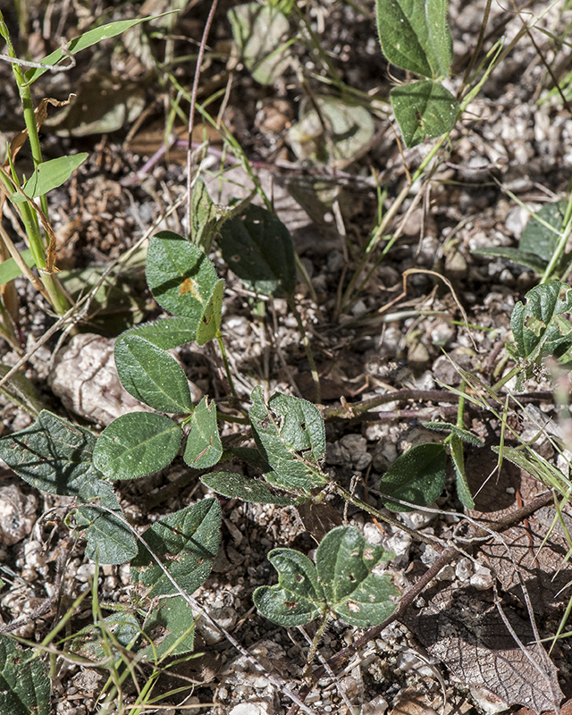Variable-leaf Bushbean Plant