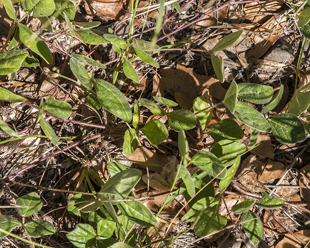 Variable-leaf Bushbean Plant