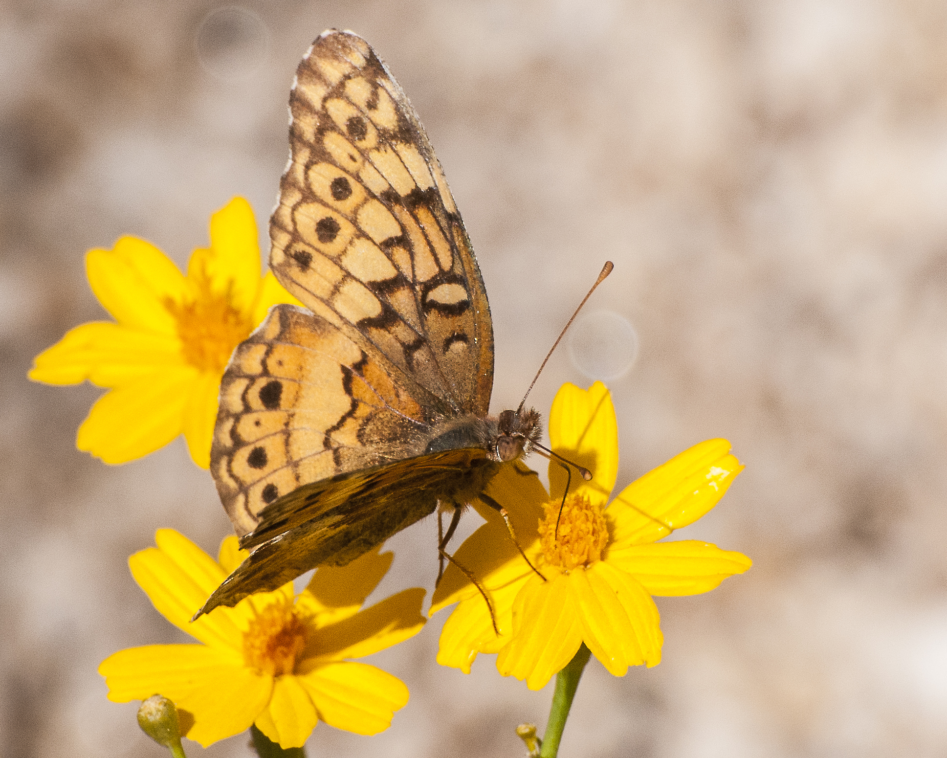 Variegated Fritillary