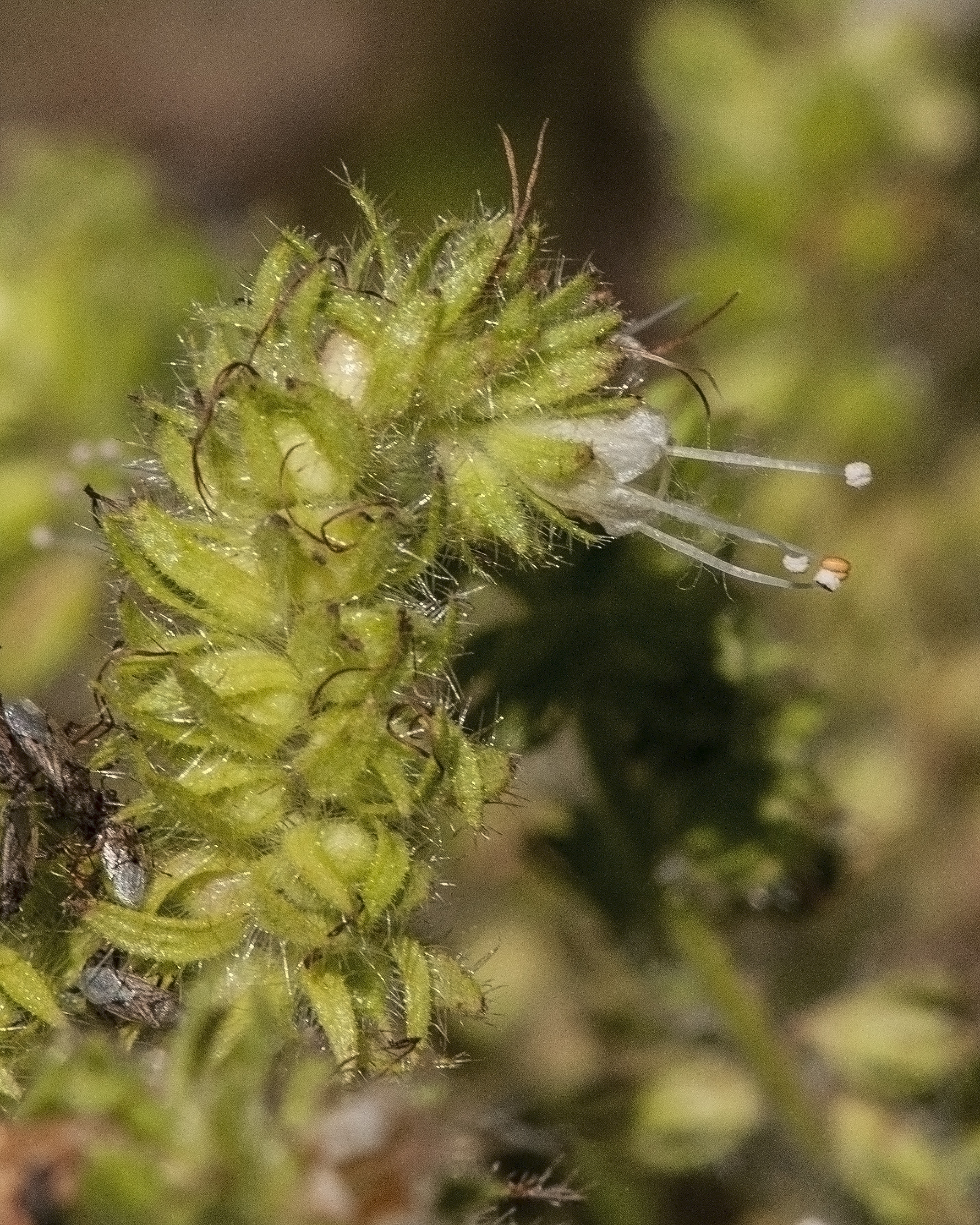 Varileaf Phacelia Flower
