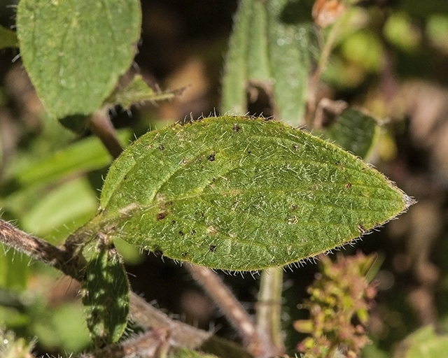 Varileaf Phacelia Leaves