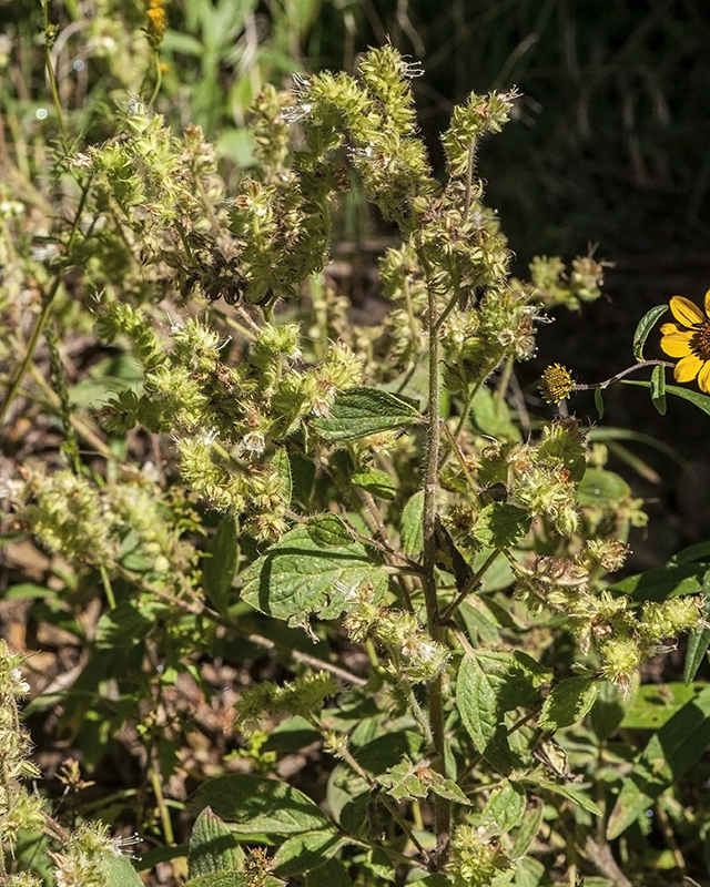 Varileaf Phacelia Plant