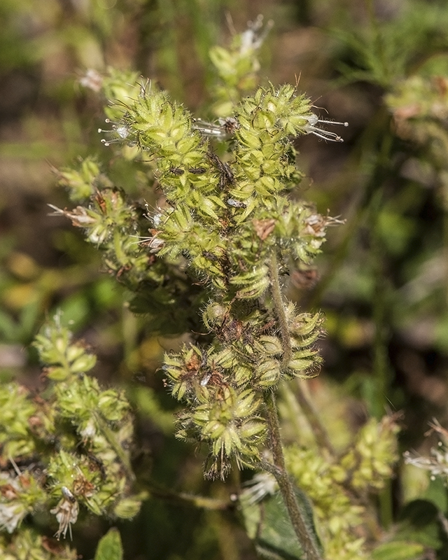 Varileaf Phacelia Stem