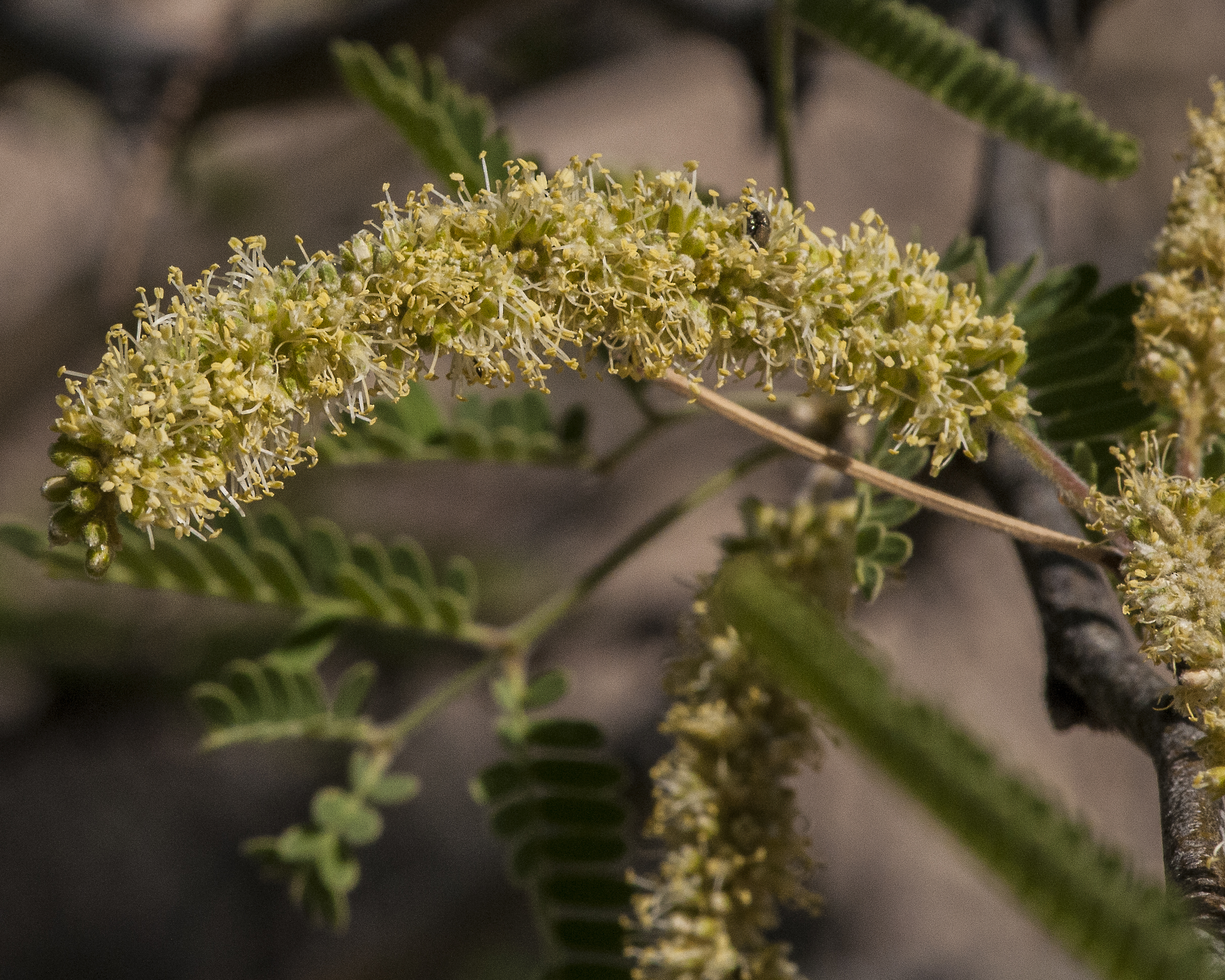Velvet Mesquite Flower