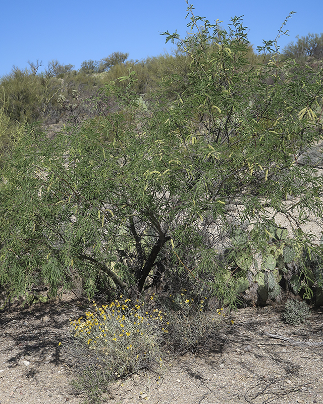 Velvet Mesquite Plant