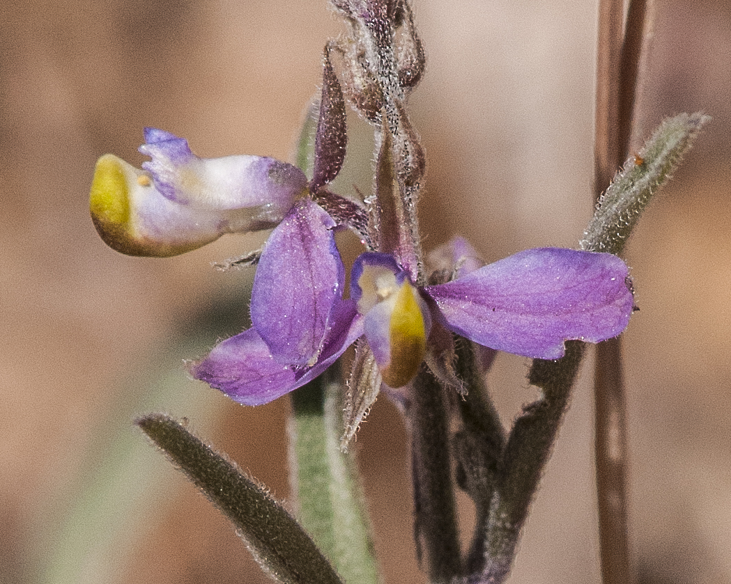 Velvetseed Milkwort Flower