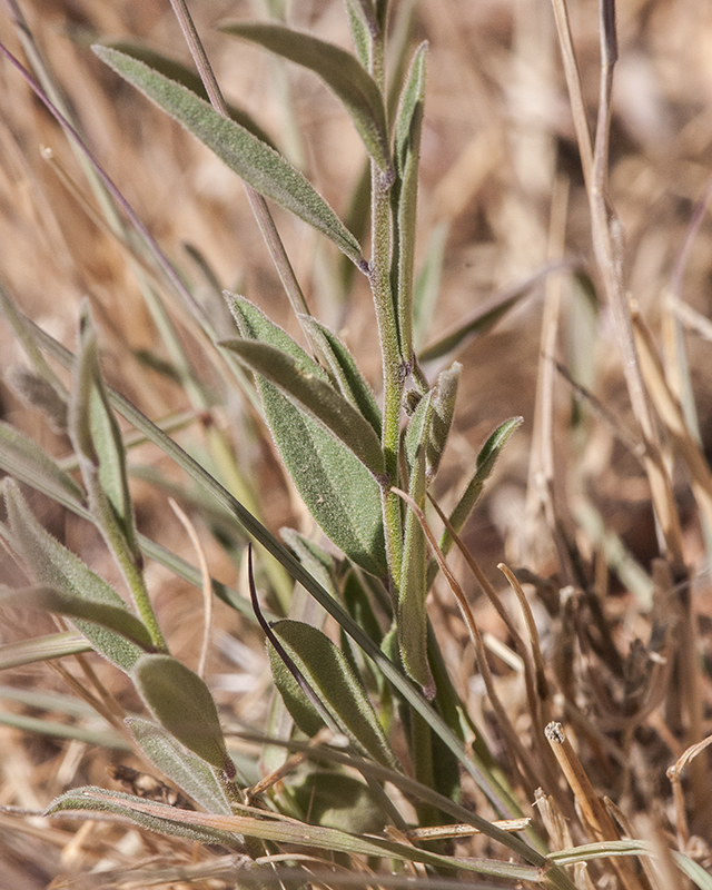 Velvetseed Milkwort Leaves