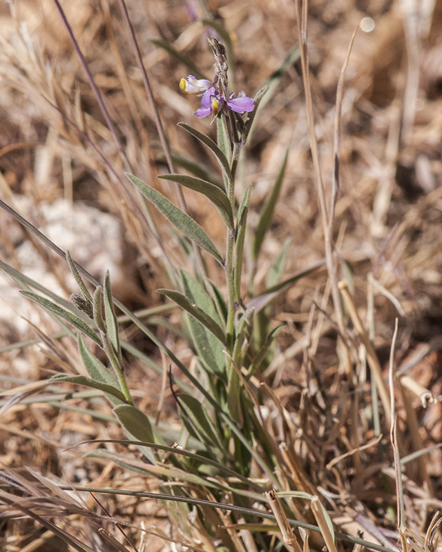 Velvetseed Milkwort Plant
