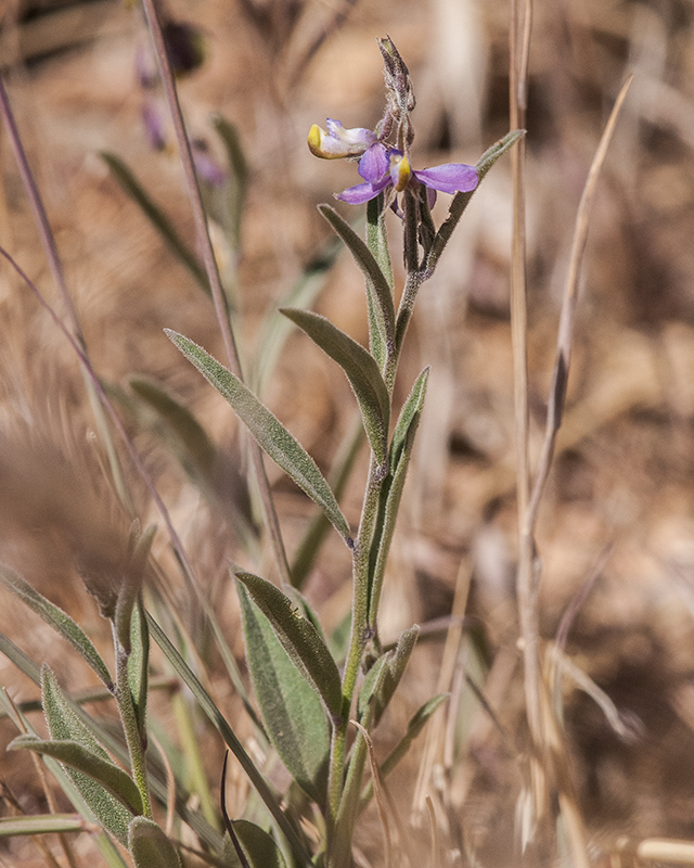 Velvetseed Milkwort Stem