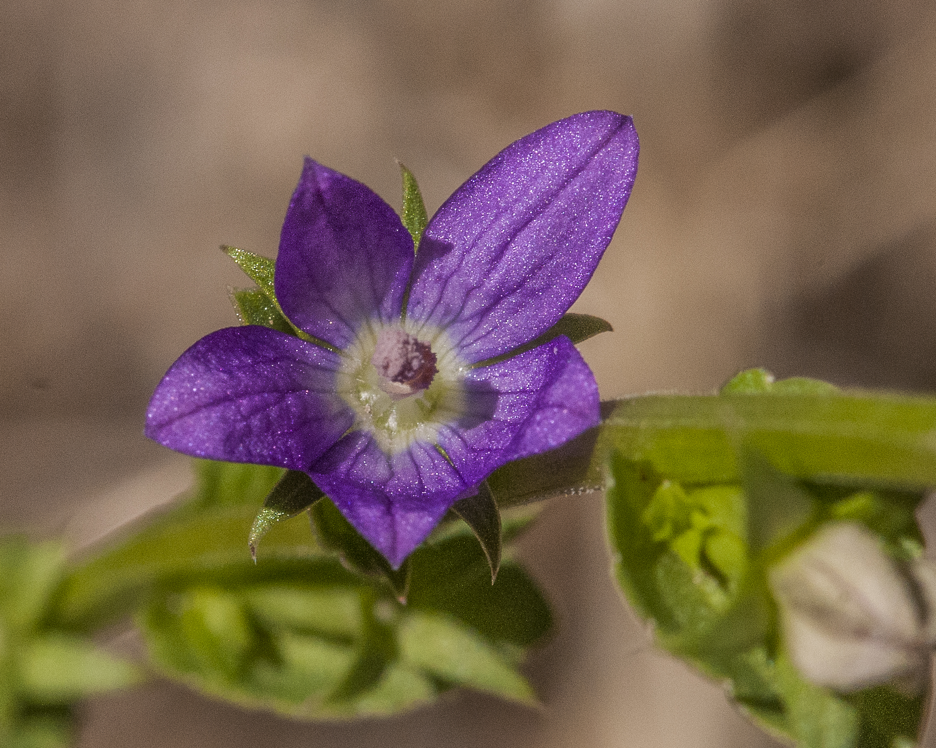 Venus' Looking Glass Flower