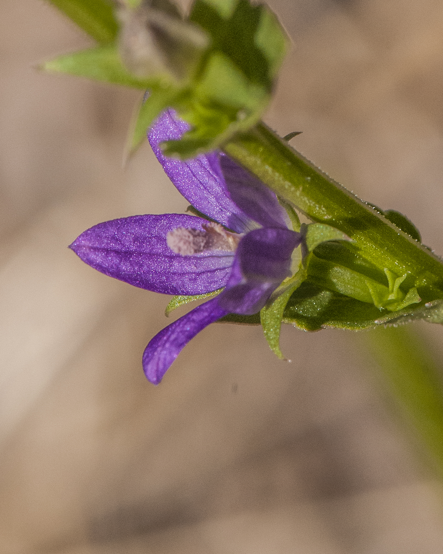 Venus' Looking Glass Flower