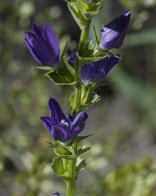 Venus' Looking Glass Stem