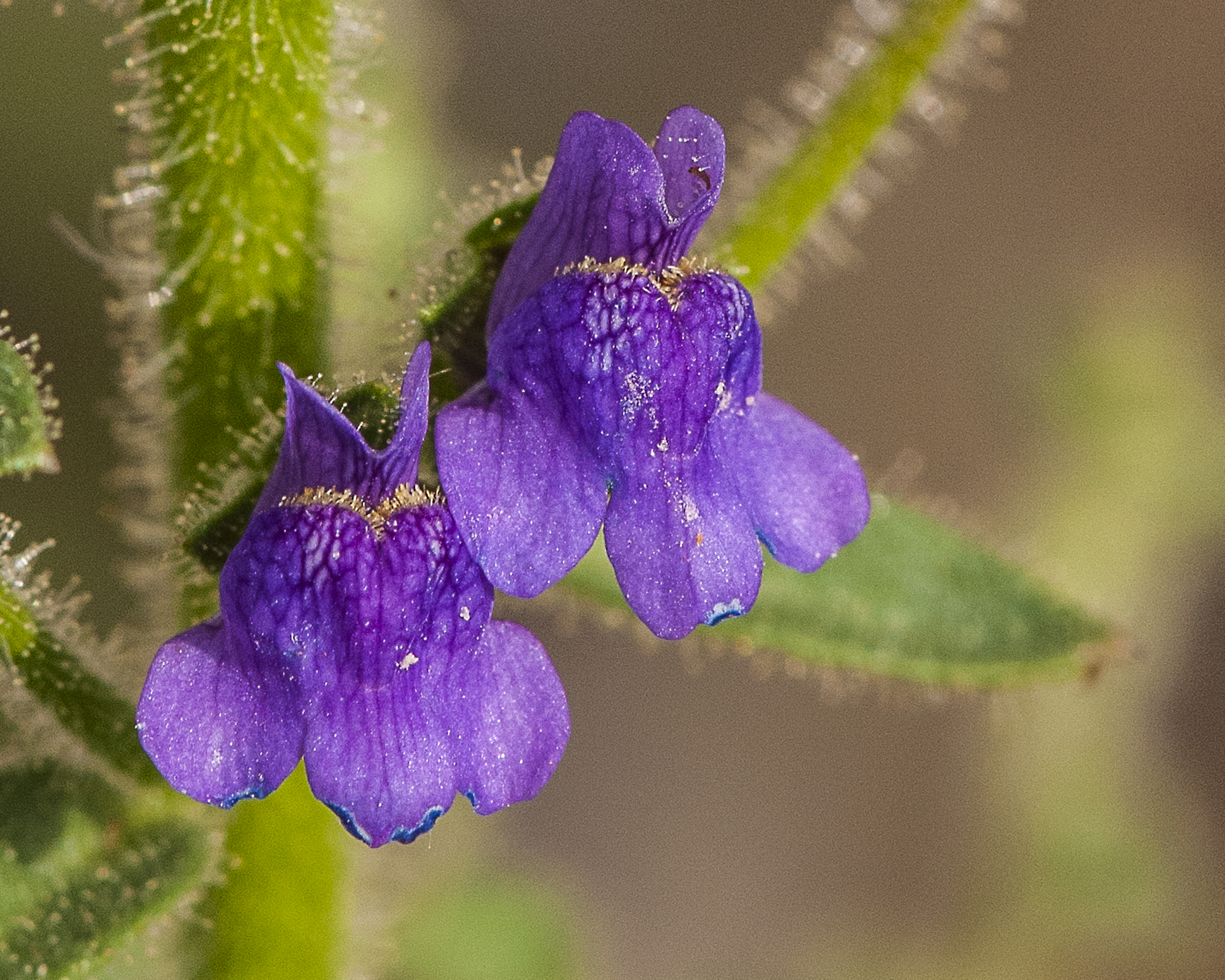 Violet Snapdragon Flower