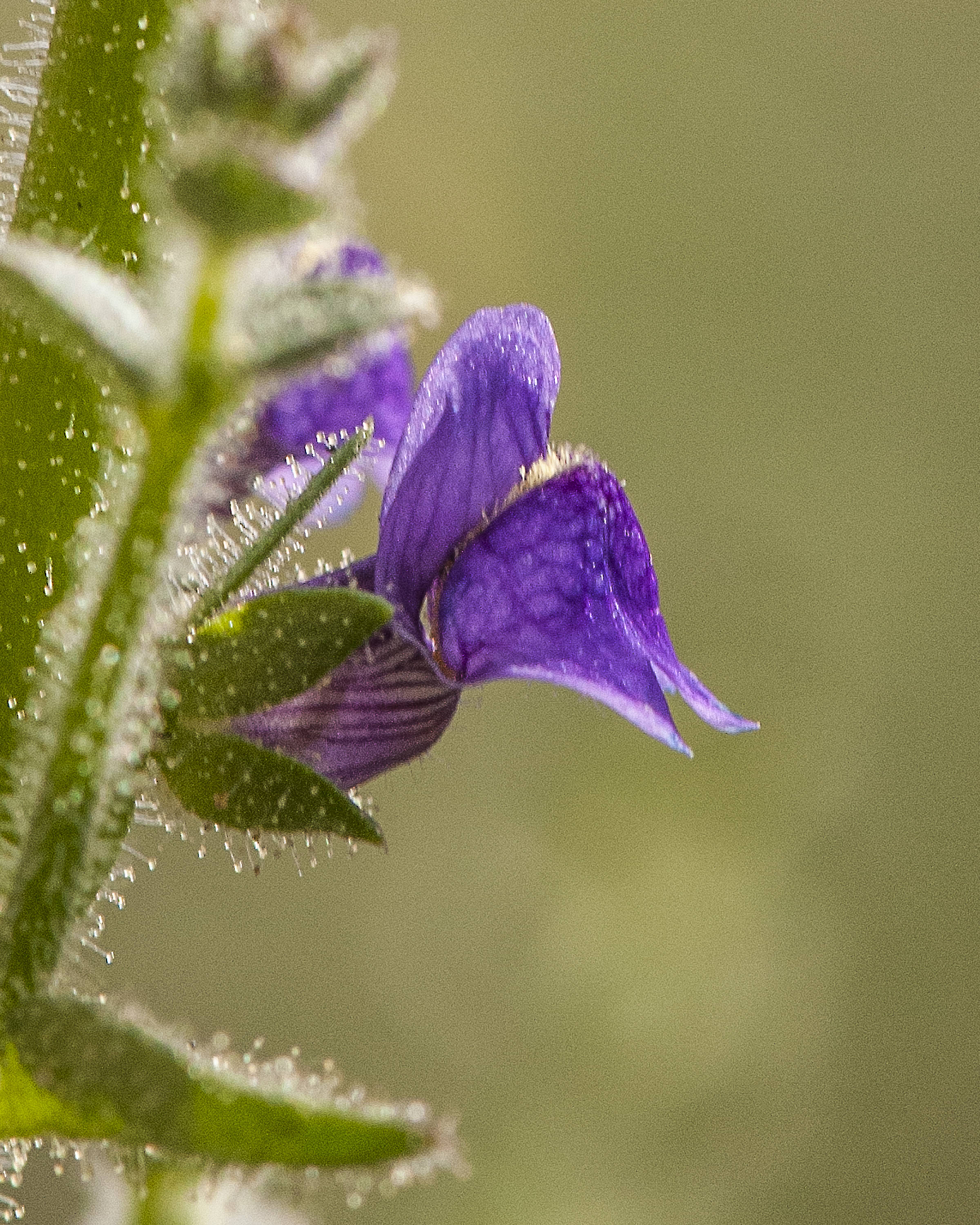 Violet Snapdragon Flower