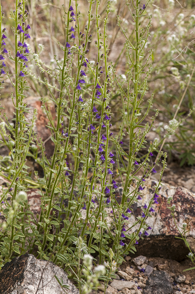 Violet Snapdragon Plant