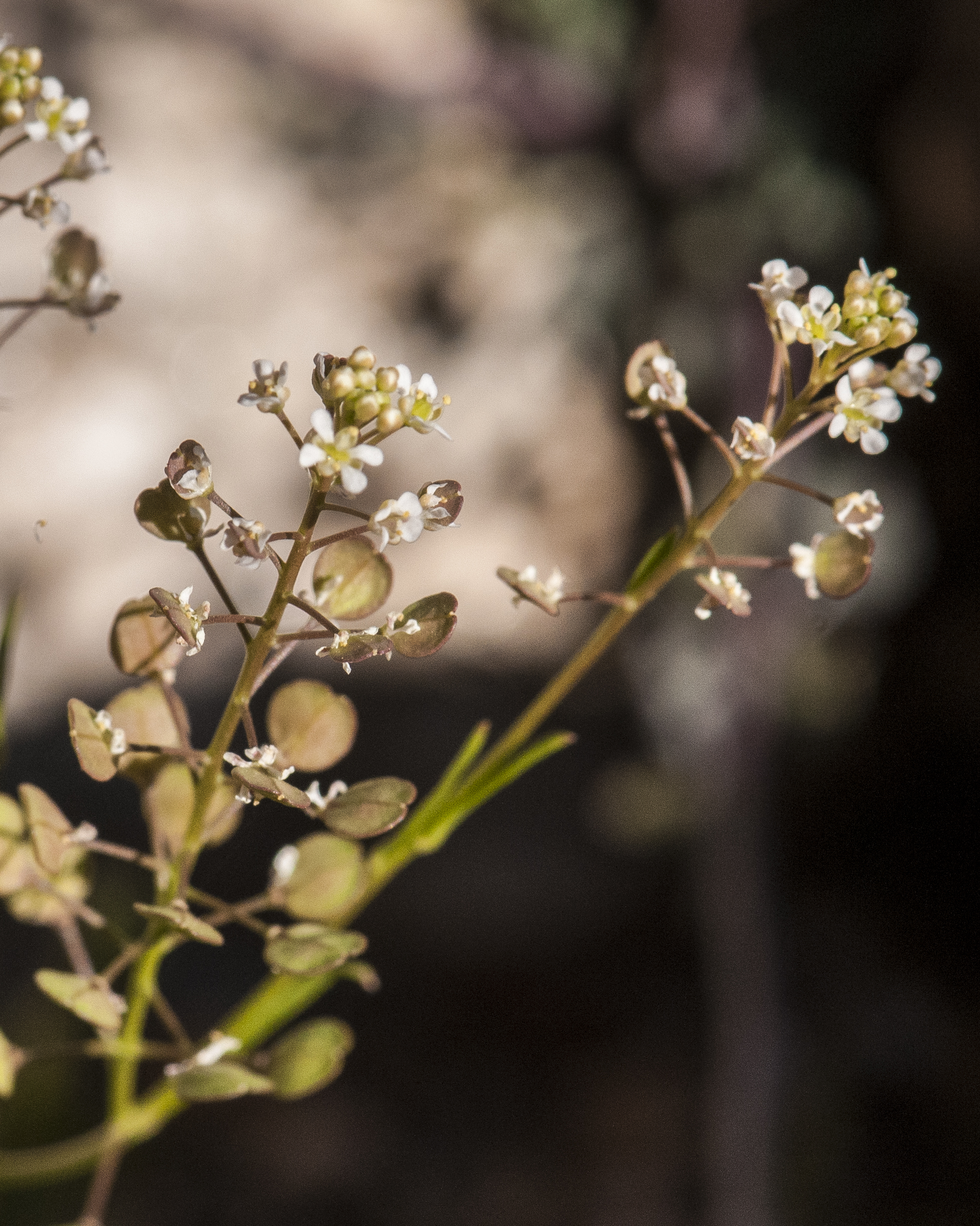 Virginia Pepperweed Flower