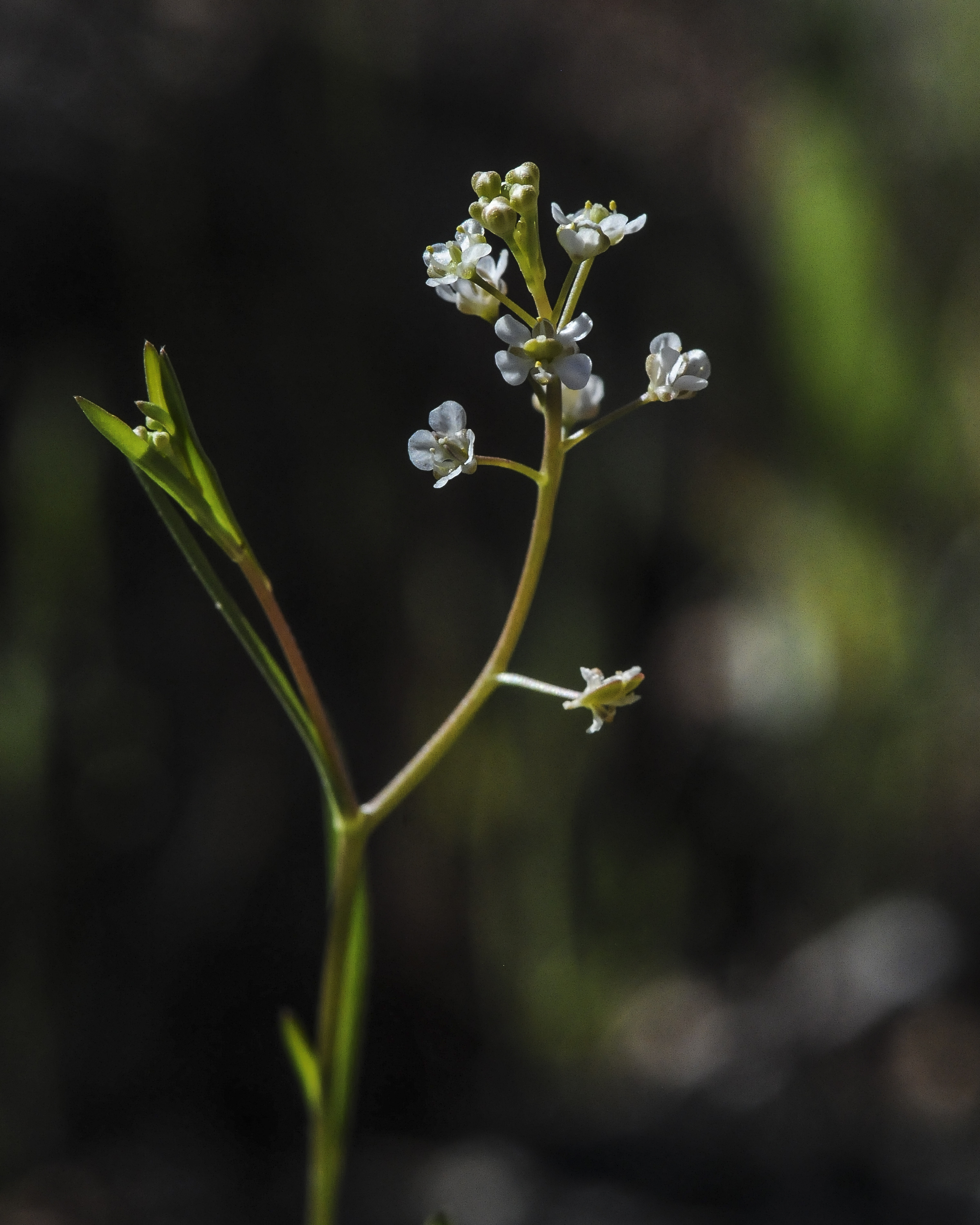 Virginia Pepperweed Flower