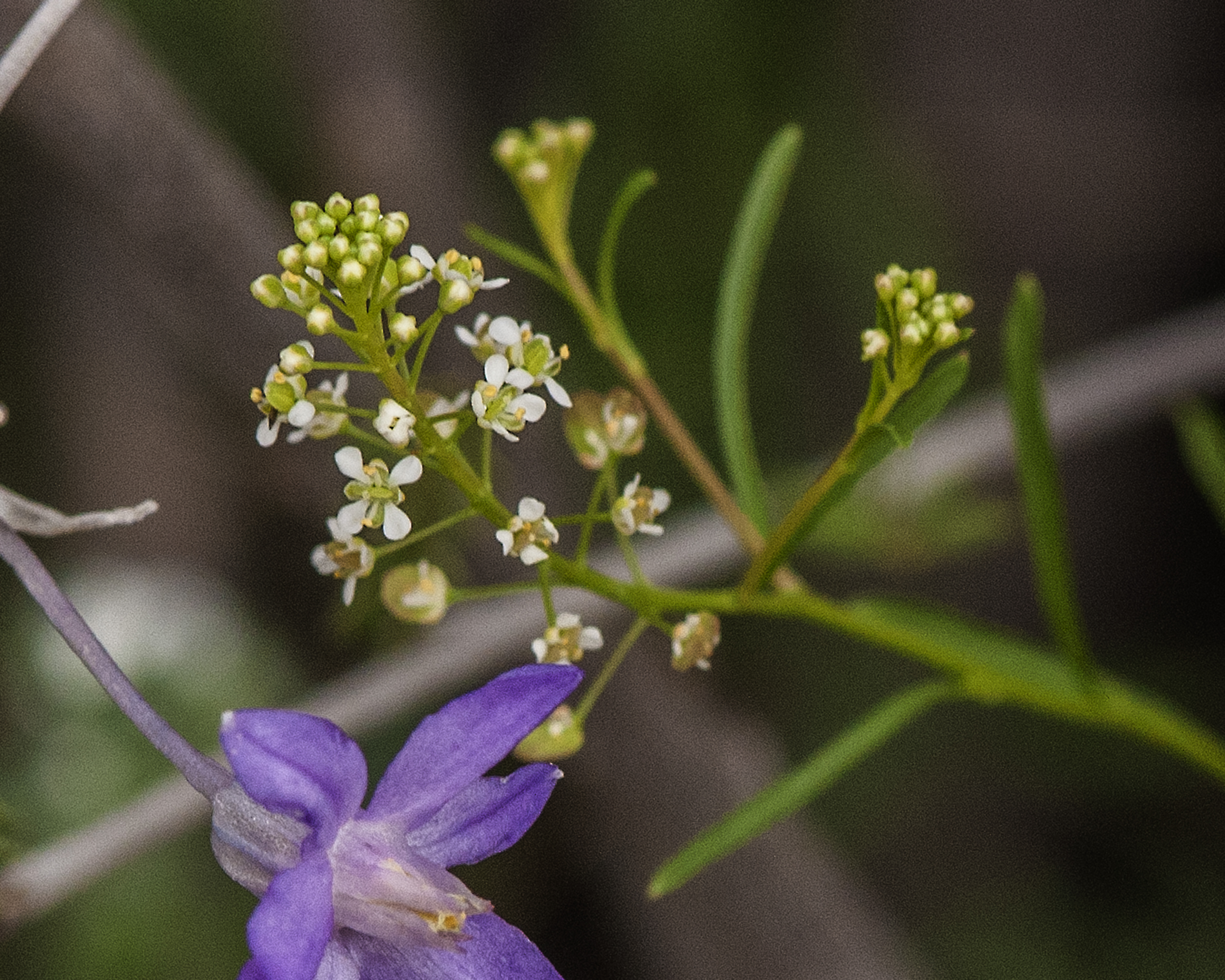 Virginia Pepperweed Flower