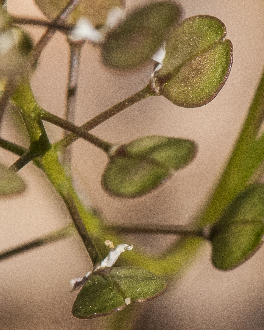Virginia Pepperweed Fruit