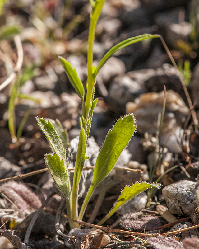 Virginia Pepperweed Leaves