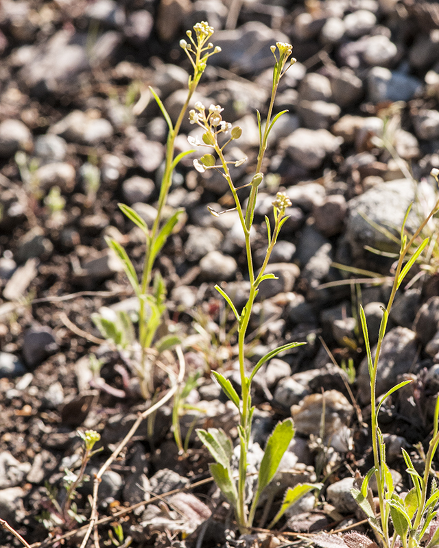 Virginia Pepperweed Plant