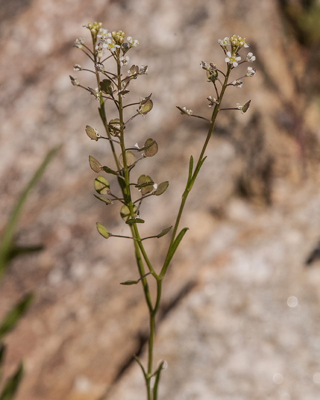 Virginia Pepperweed Stem