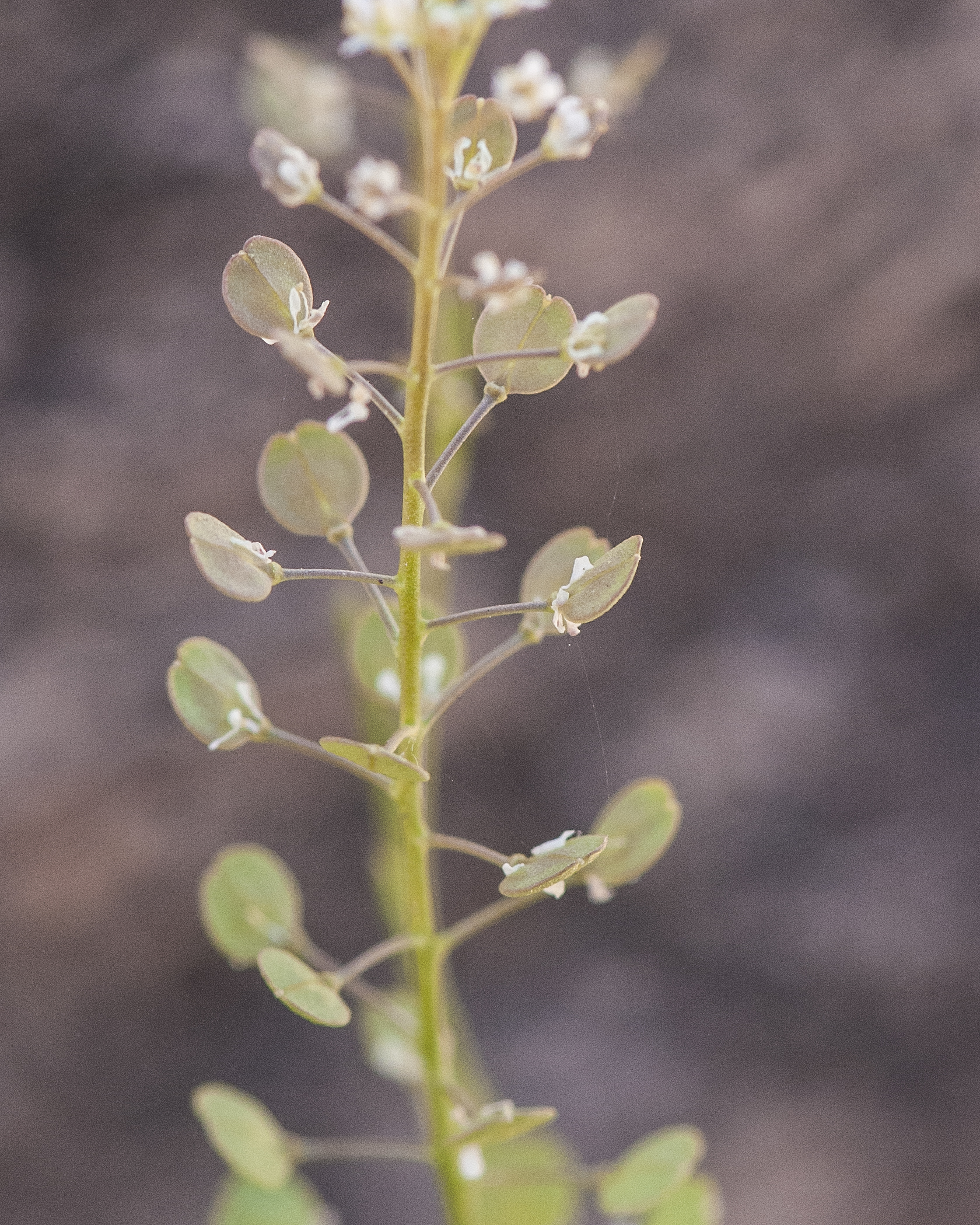 Virginia Pepperweed Stem