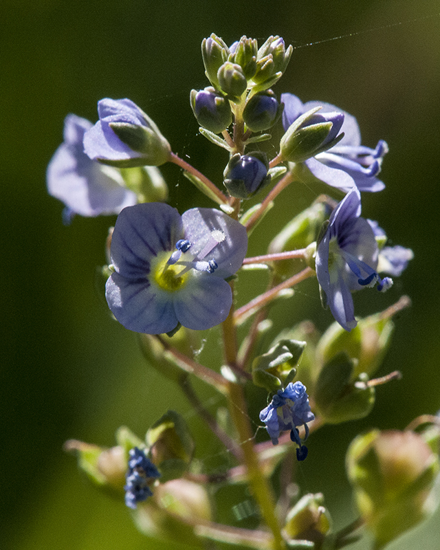 Water Speedwell Flower