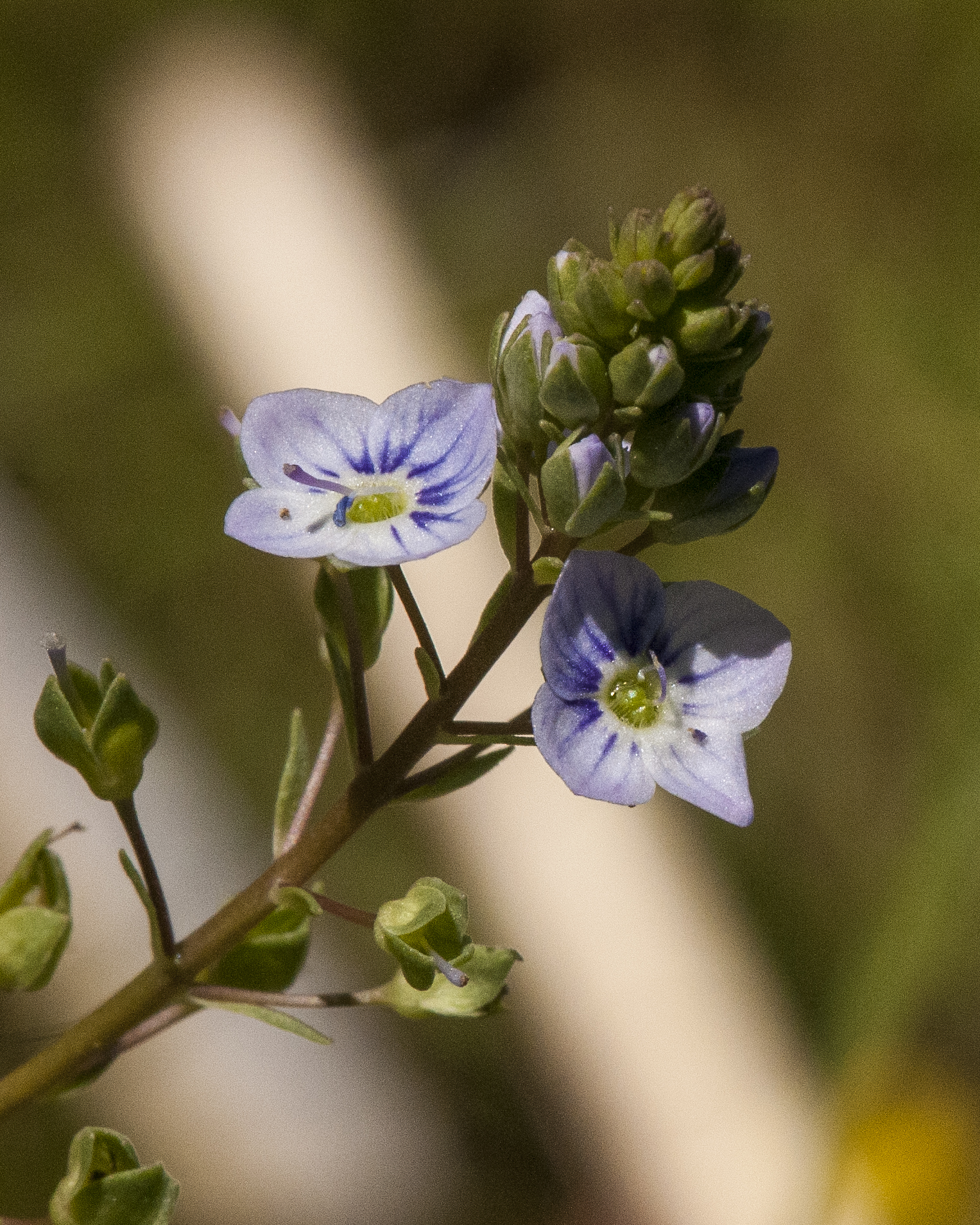 Water Speedwell Flower