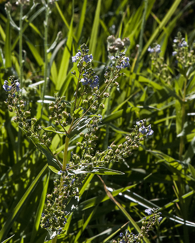 Water Speedwell Plant
