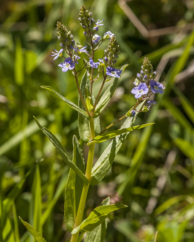 Water Speedwell Stem