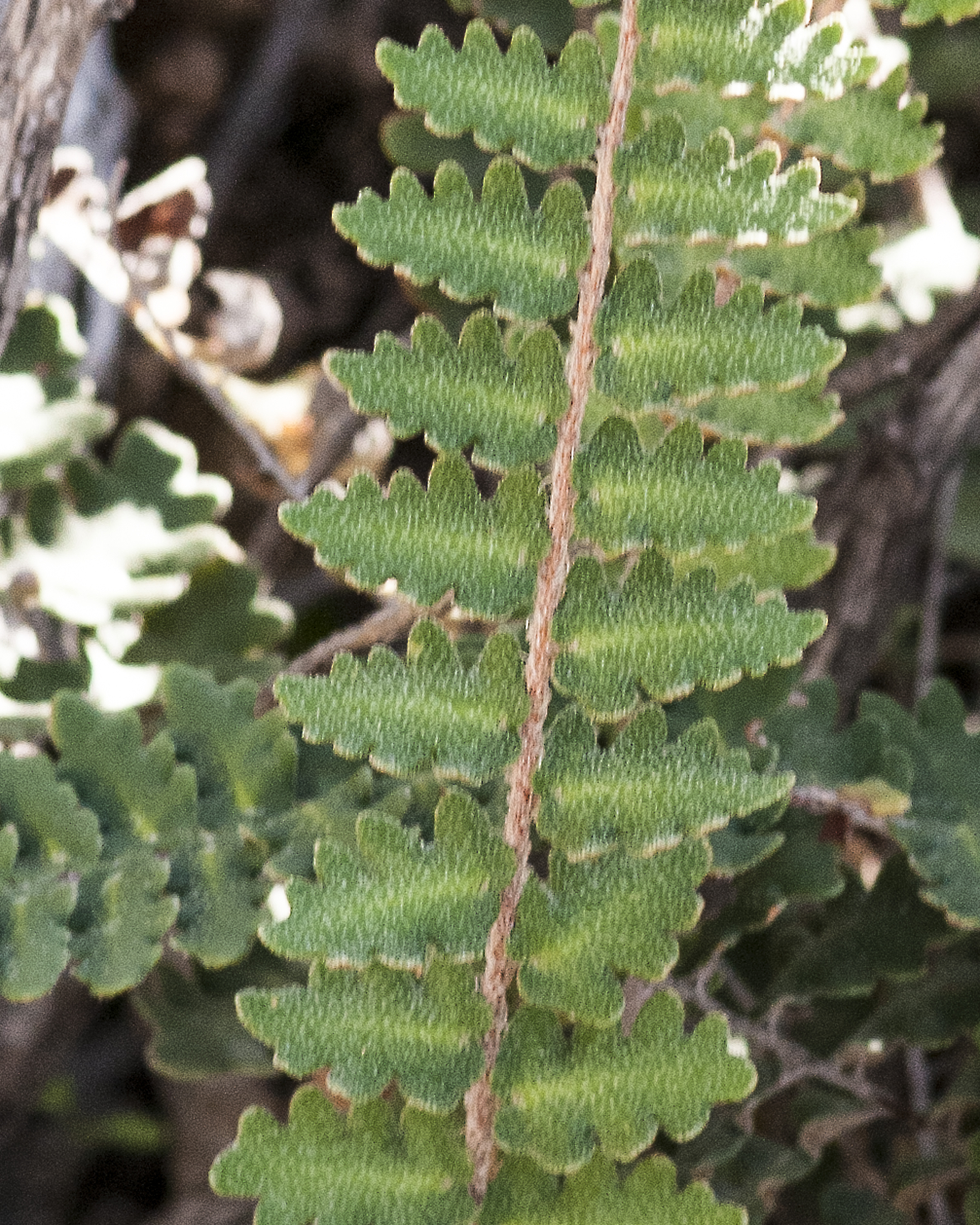 Wavy Cloak Fern  Pinna