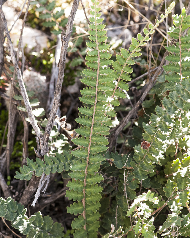 Wavy Cloak Fern Frond