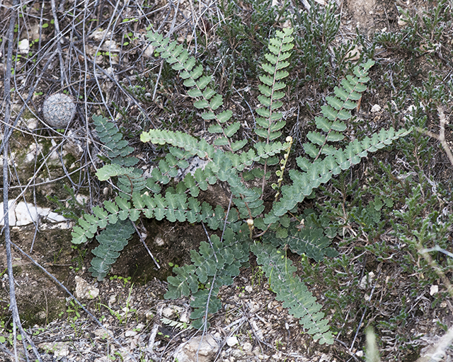 Wavy Cloak Fern Plant