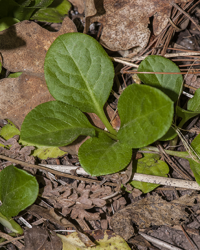Waxflower Shinleaf Leaves