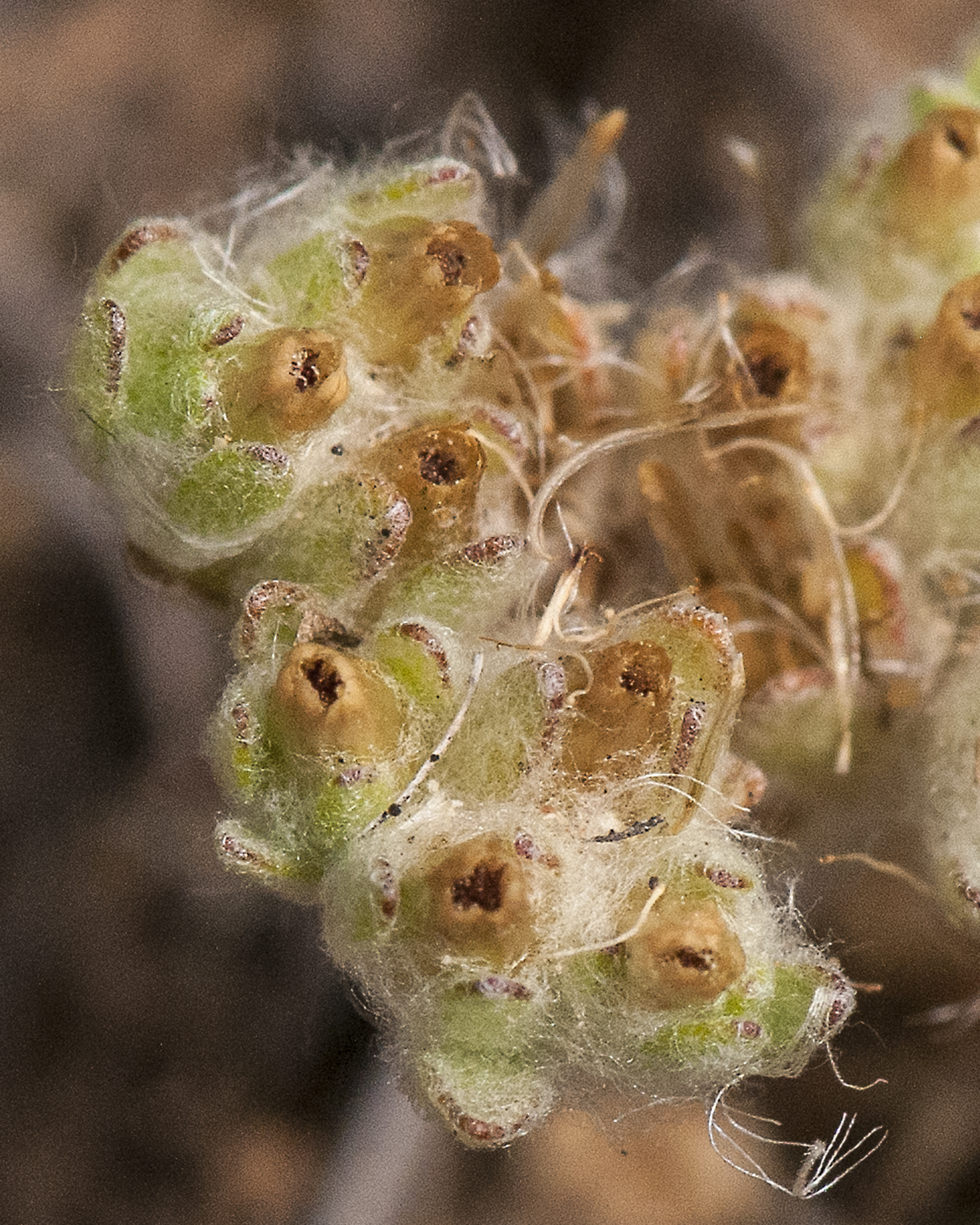 Western Marsh Cudweed Flower
