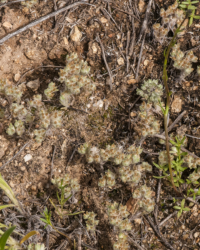 Western Marsh Cudweed Group