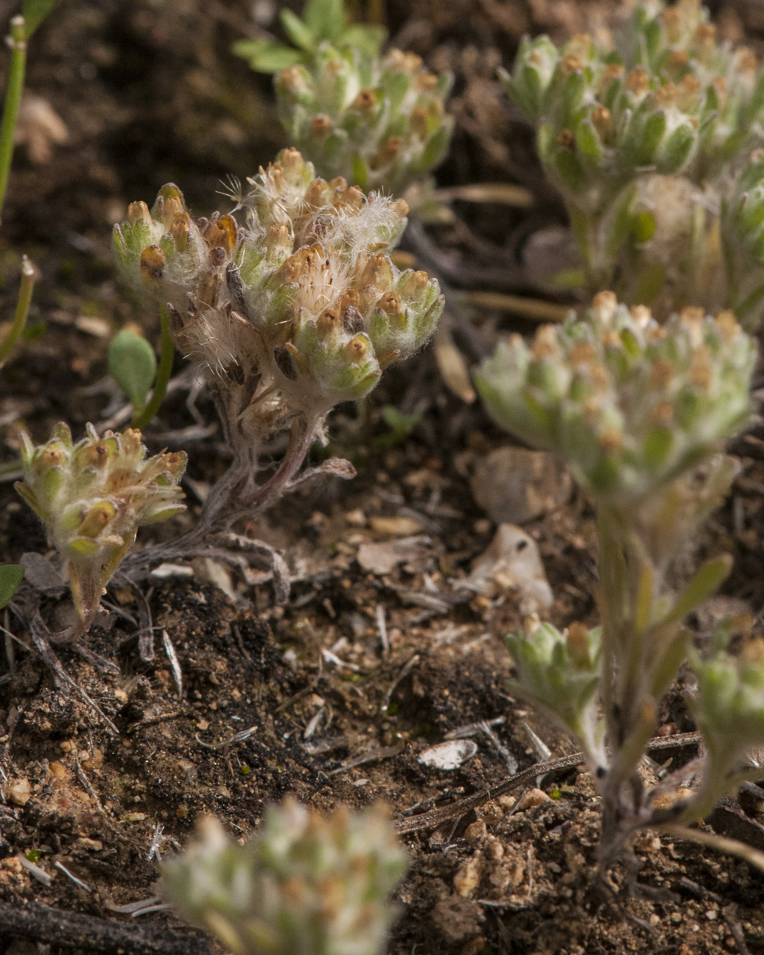 Western Marsh Cudweed Plant
